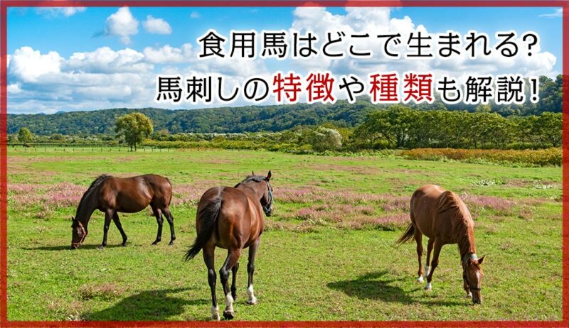 食用馬はどこで生まれる?馬刺しの特徴や種類も解説! | 肉の大栄